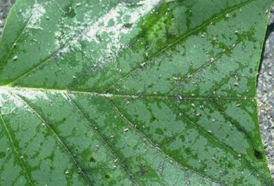 Close up of aphids and honeydew