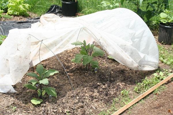 eggplant protected from flea beetles by a floating row cover over hoops