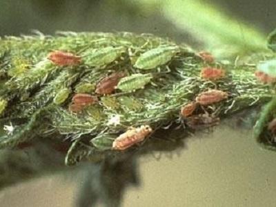 potato aphids