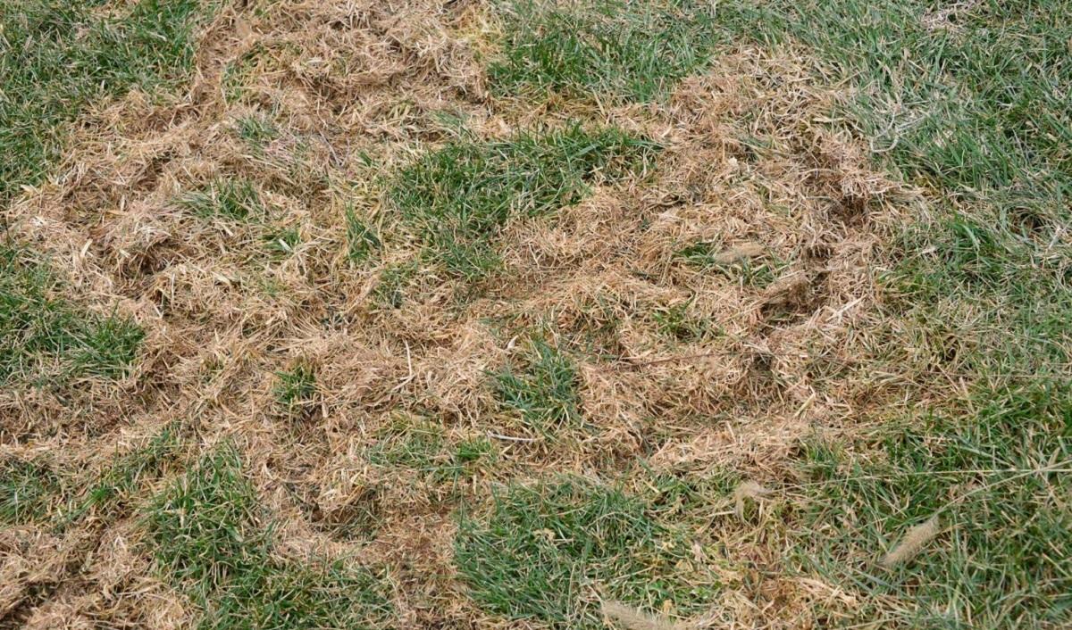 vole tunnels in a lawn