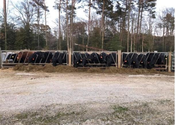 Beef Cattle feeding