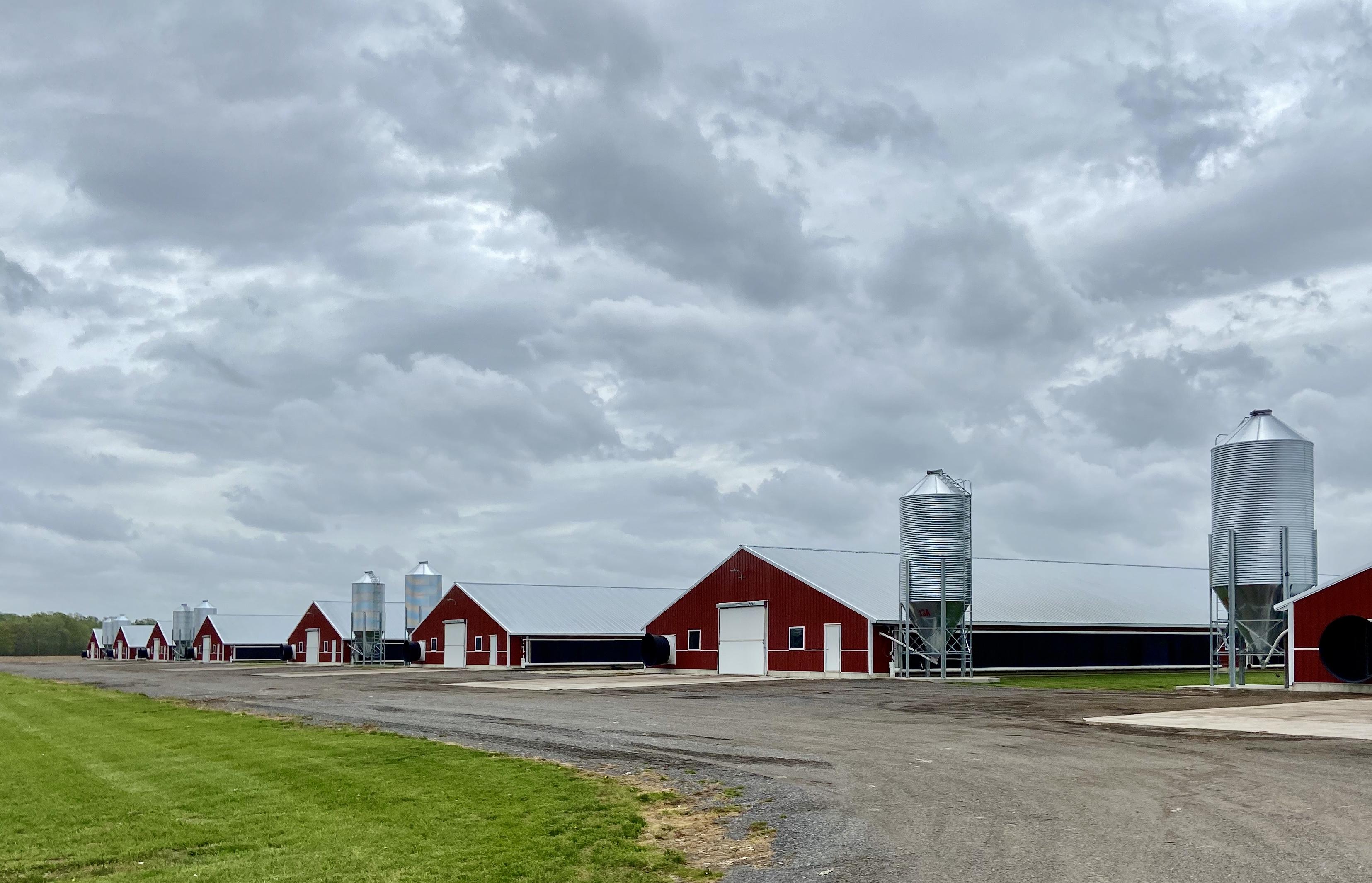 Poultry_C.W._Farm