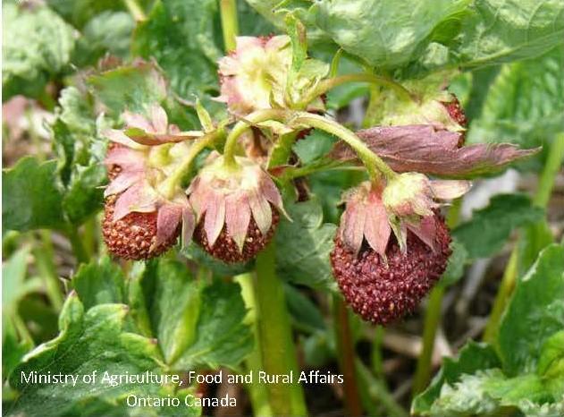 Cyclamen mite damage to strawberry—crinkled deformed younger leaves