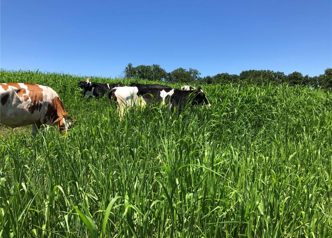 Diary cows grazing