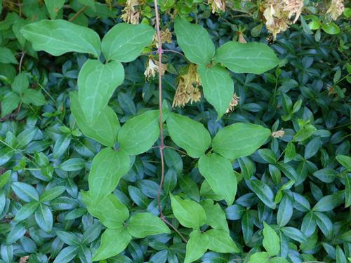 leaves of clematis plant