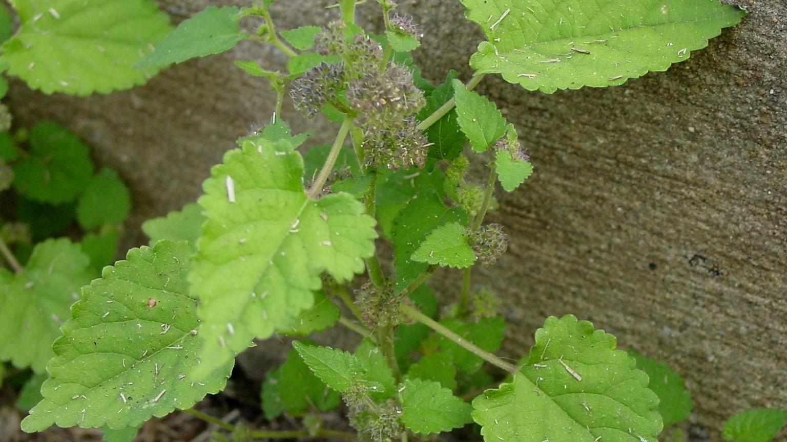 flowering mulberry weed 