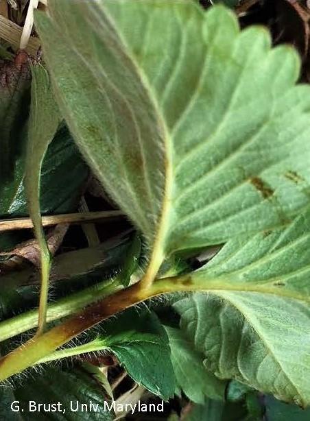 Strawberry stem with dark spot