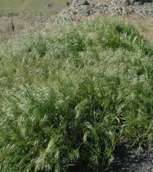 Overgrown cheatgrass