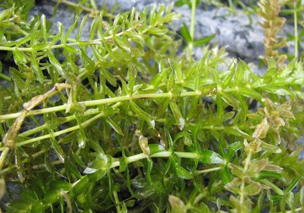 closeup of Hydrilla