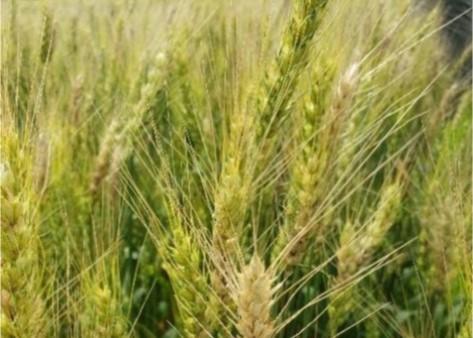 Figure 1. Symptoms of Fusarium head blight on wheat. Image A. Koehler, University of Delaware