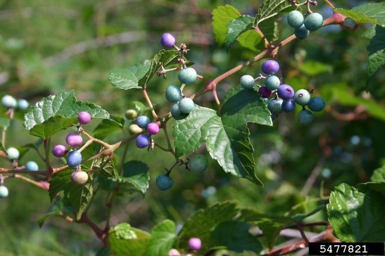 Porcelain-berry foliage and fruit. Photo by Leslie J. Mehrhoff, University of Connecticut, bugwood.org