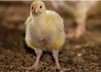 Chick; image flatfeet shutterfly.com