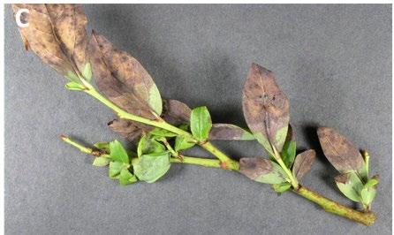 Fig 1C. Anthracnose, Bruce Watt Univ. of Maine.