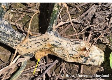 Fig. 3 Frass (arrow) and pumpkin stem damaged by borers.