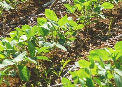 Soybeans plants