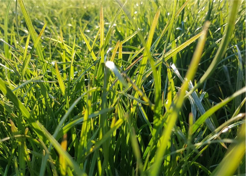 Grass