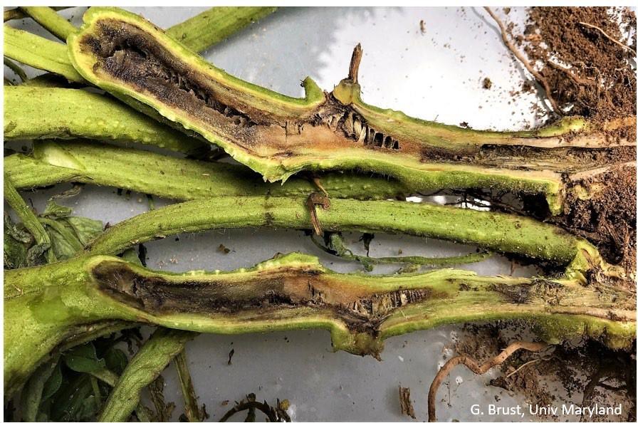 Fig. 3 Discolored pith at the base of an infected tomato stem.