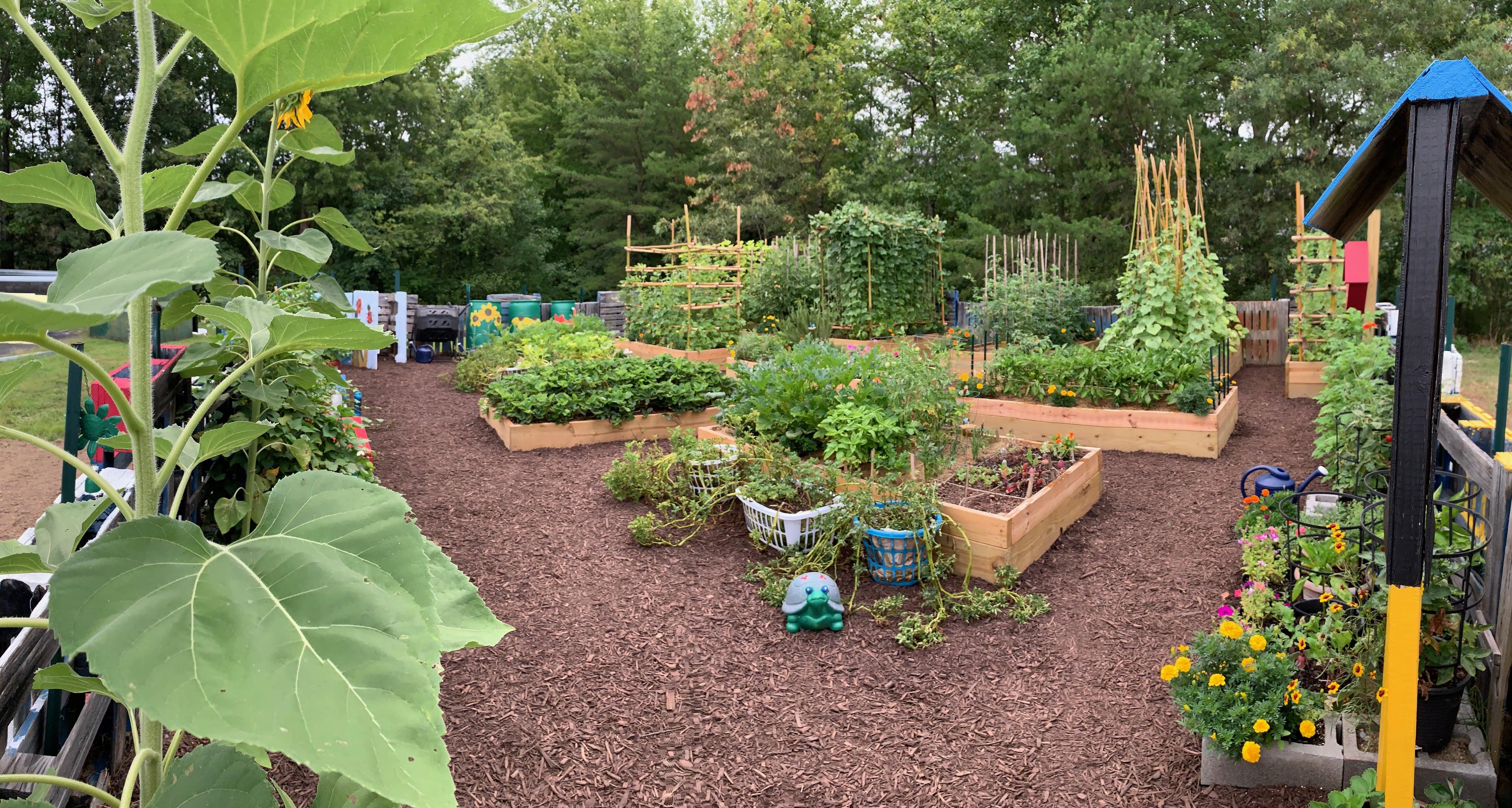 Photo of the Food Bank Garden