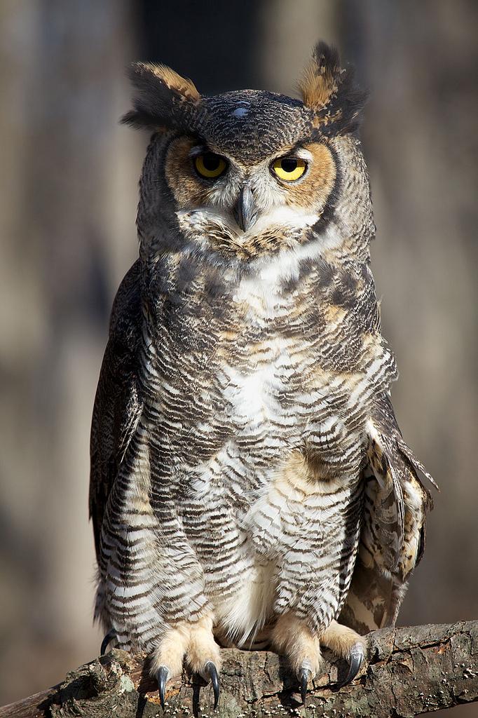 Great Horned Owl on a branch