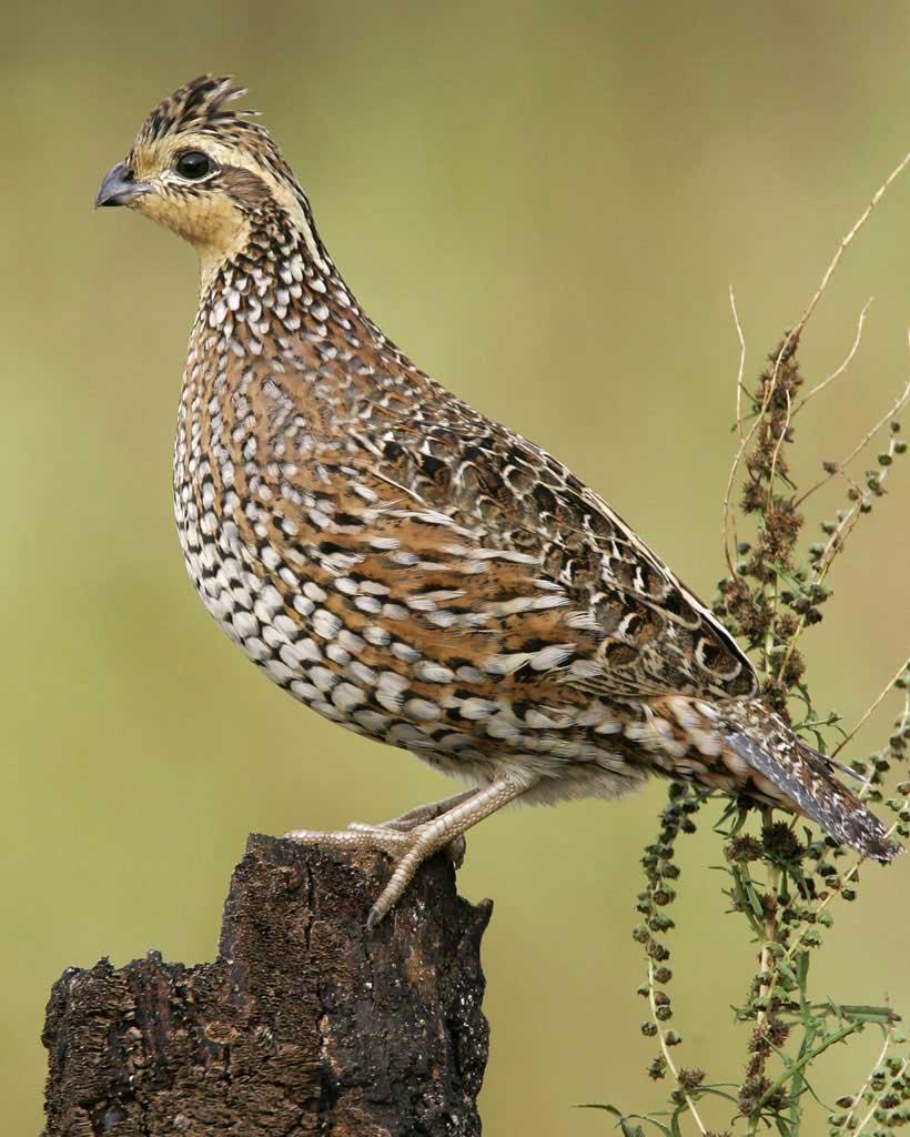 Female northern bobwhite quail. Photo courtesy Brian E. Small/VIREO