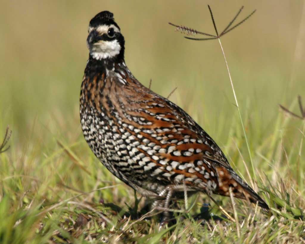 Northern Bobwhite Quail