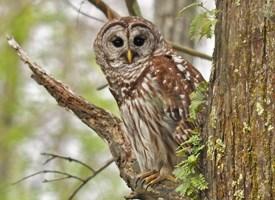 Barred Owl