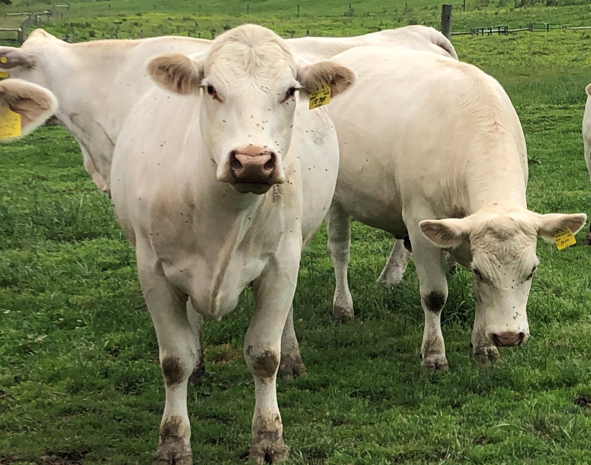 Flies on cattle