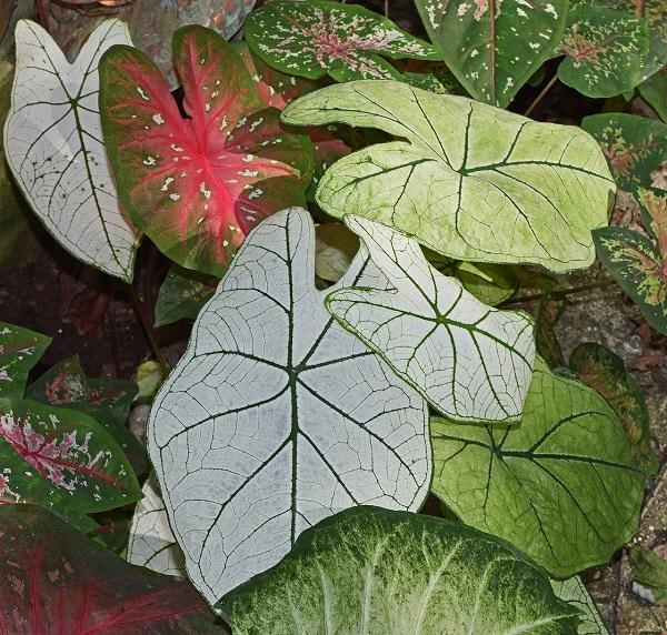 different varieties of caladium 