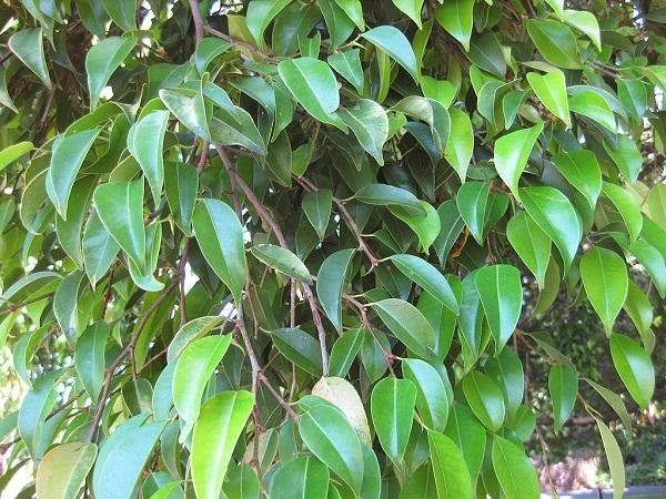 the leaves of a weeping ficus