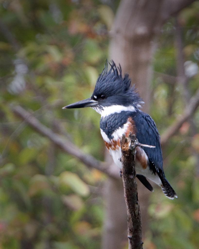 Male belted kingfisher