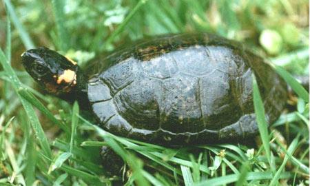 Bog turtle