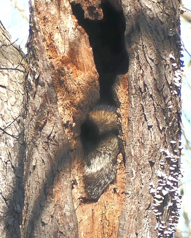 Porcupine in tree cavity, Allegany County MD, 2020. Photo by William Blauvelt, Maryland Biodiversity Project