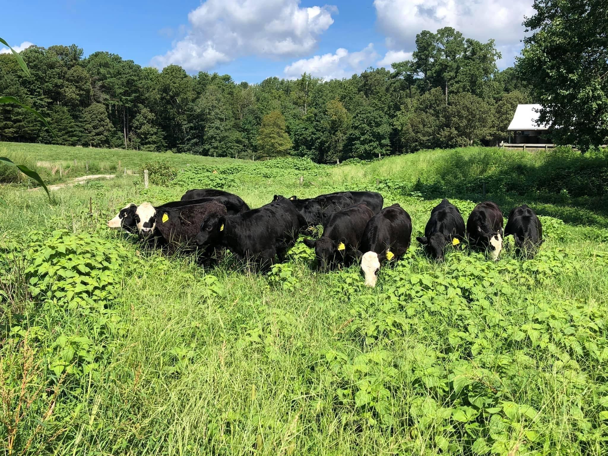 Cattle grazing