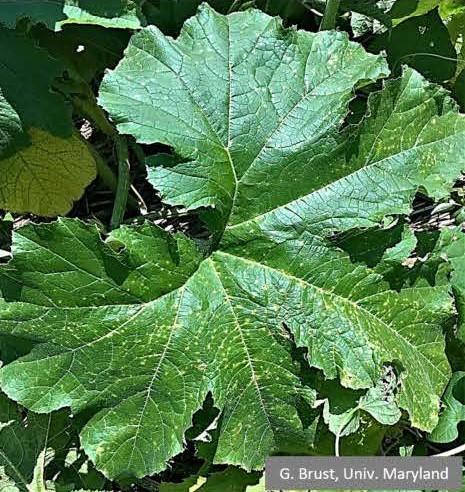 Plectosporium yellow-tan spots  (lesions) on pumpkin leaf. 