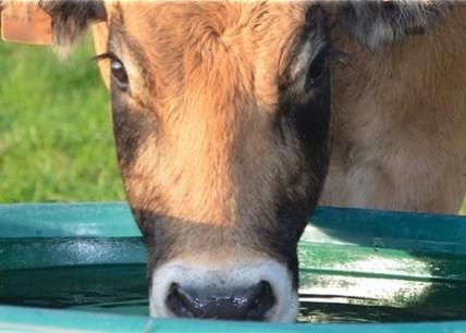 Beef Cow drinking water