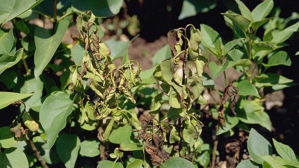 lilac leaves infected with leaf blight