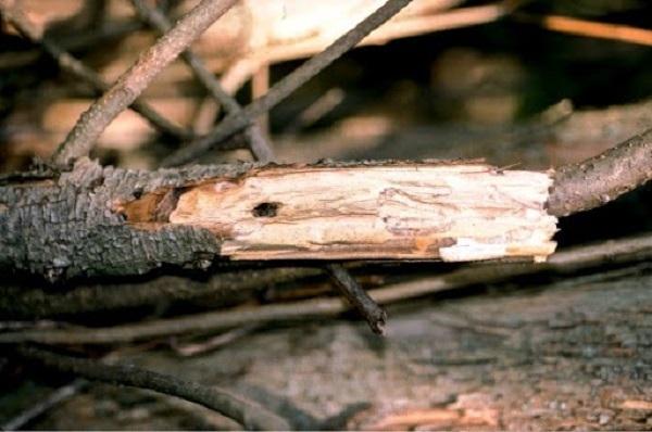 small lilac borer exit hole in lilac stem