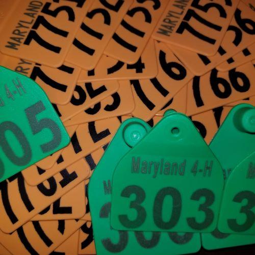 orange & green 4-H steer ear tags