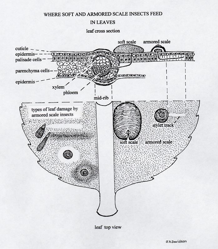 cross section of where scale insects feed on leaves