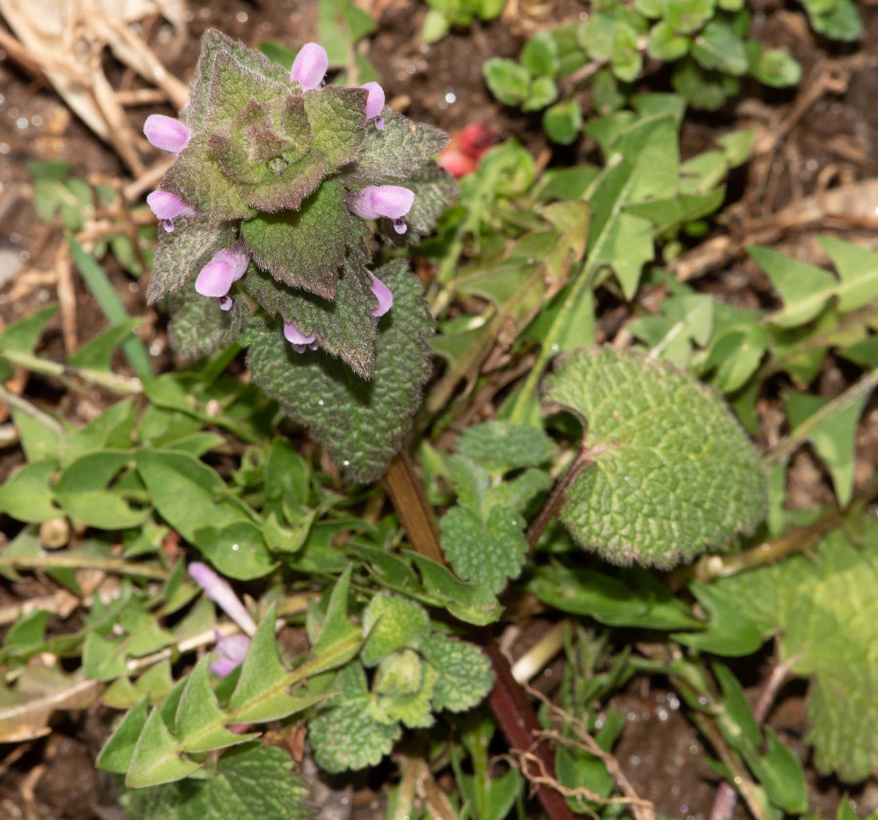 Purple deadnettle blooming in spring