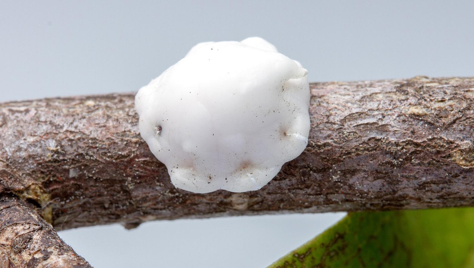 A single indian wax scale on a twig