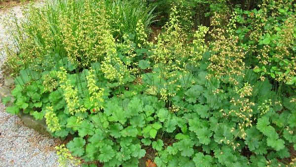 alumroot in flower