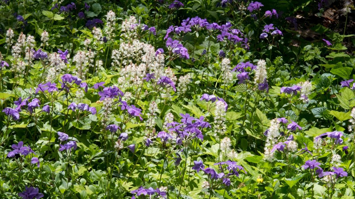 foamflower and phlox in flower