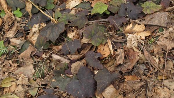 foamflower winter foliage