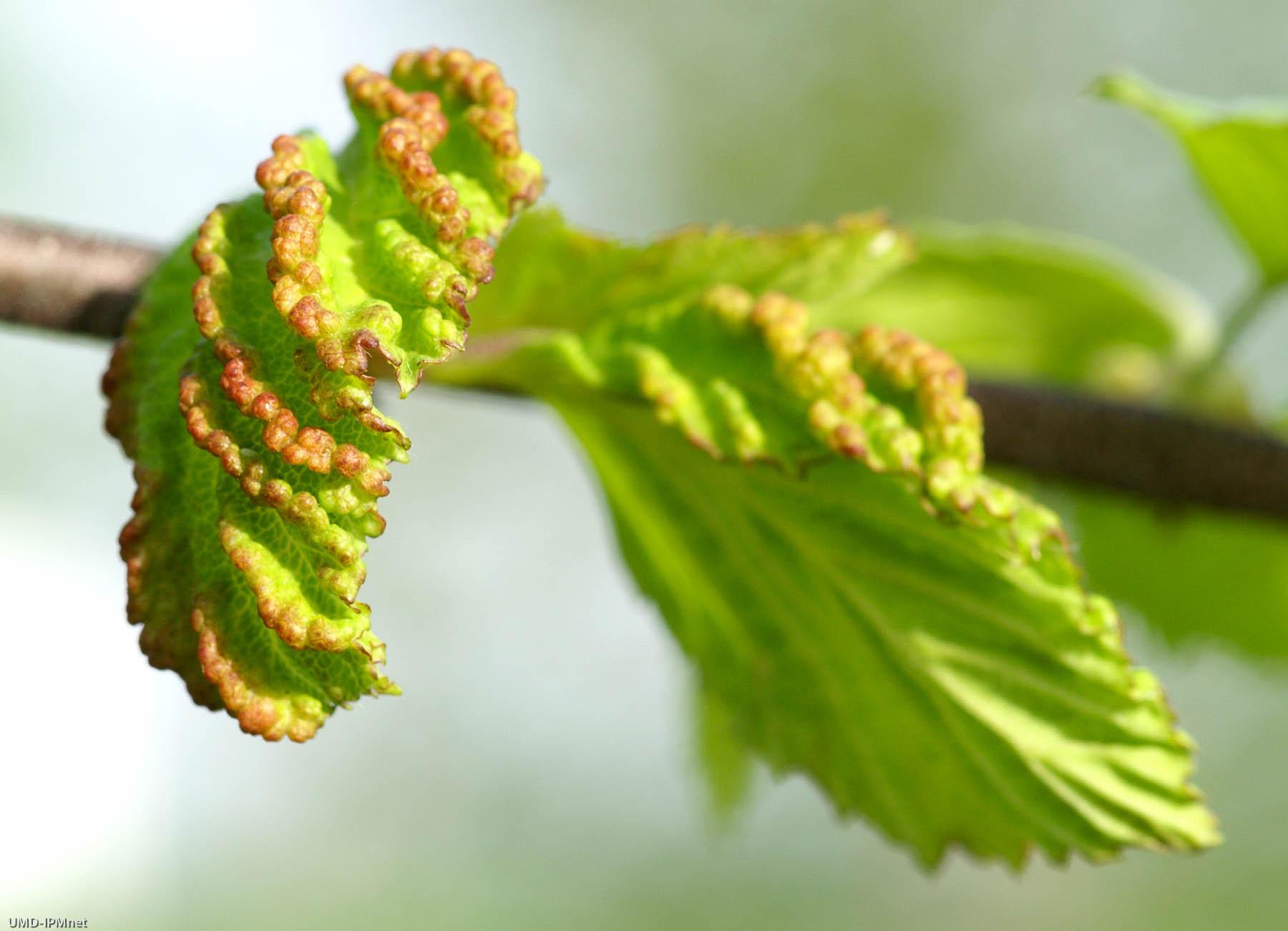 Spiny witchhazel gall aphid damage on birch leaves