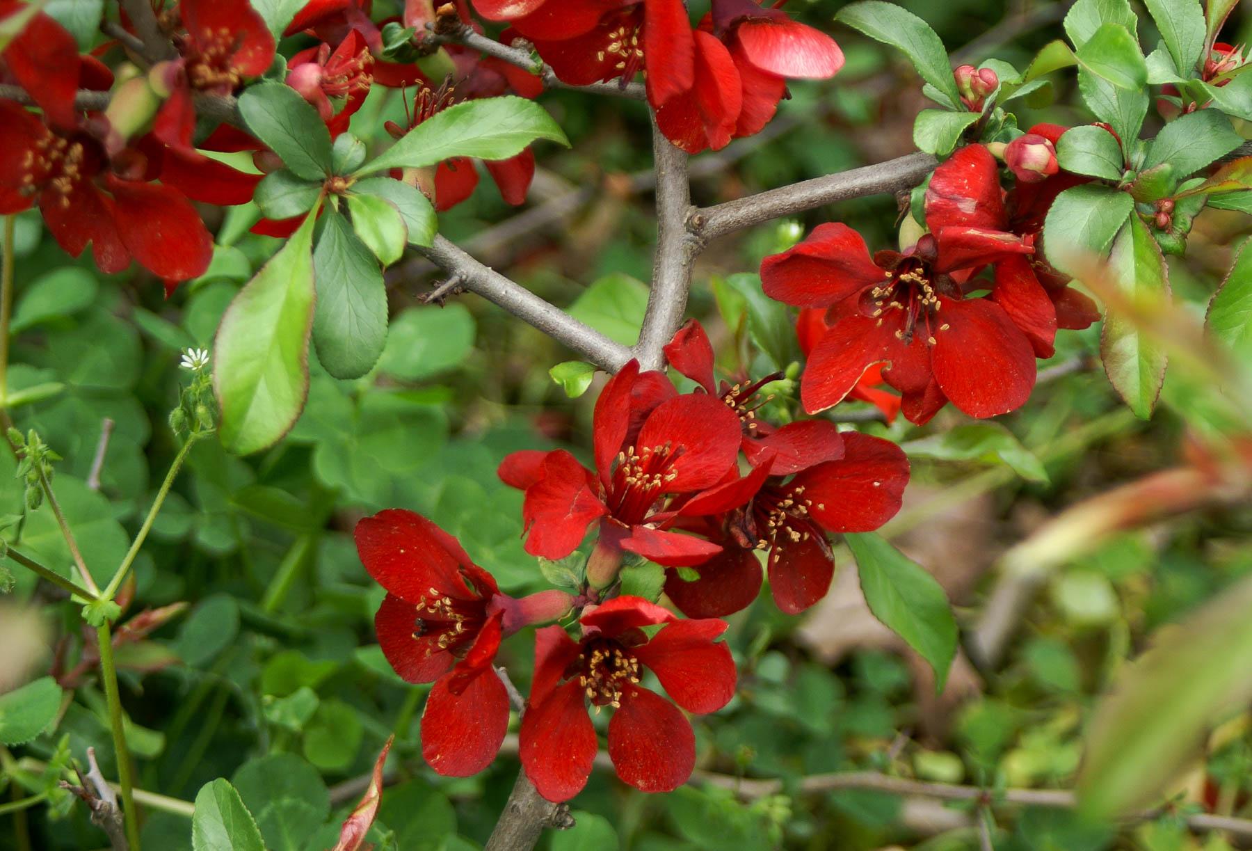 Flowering quince in bloom