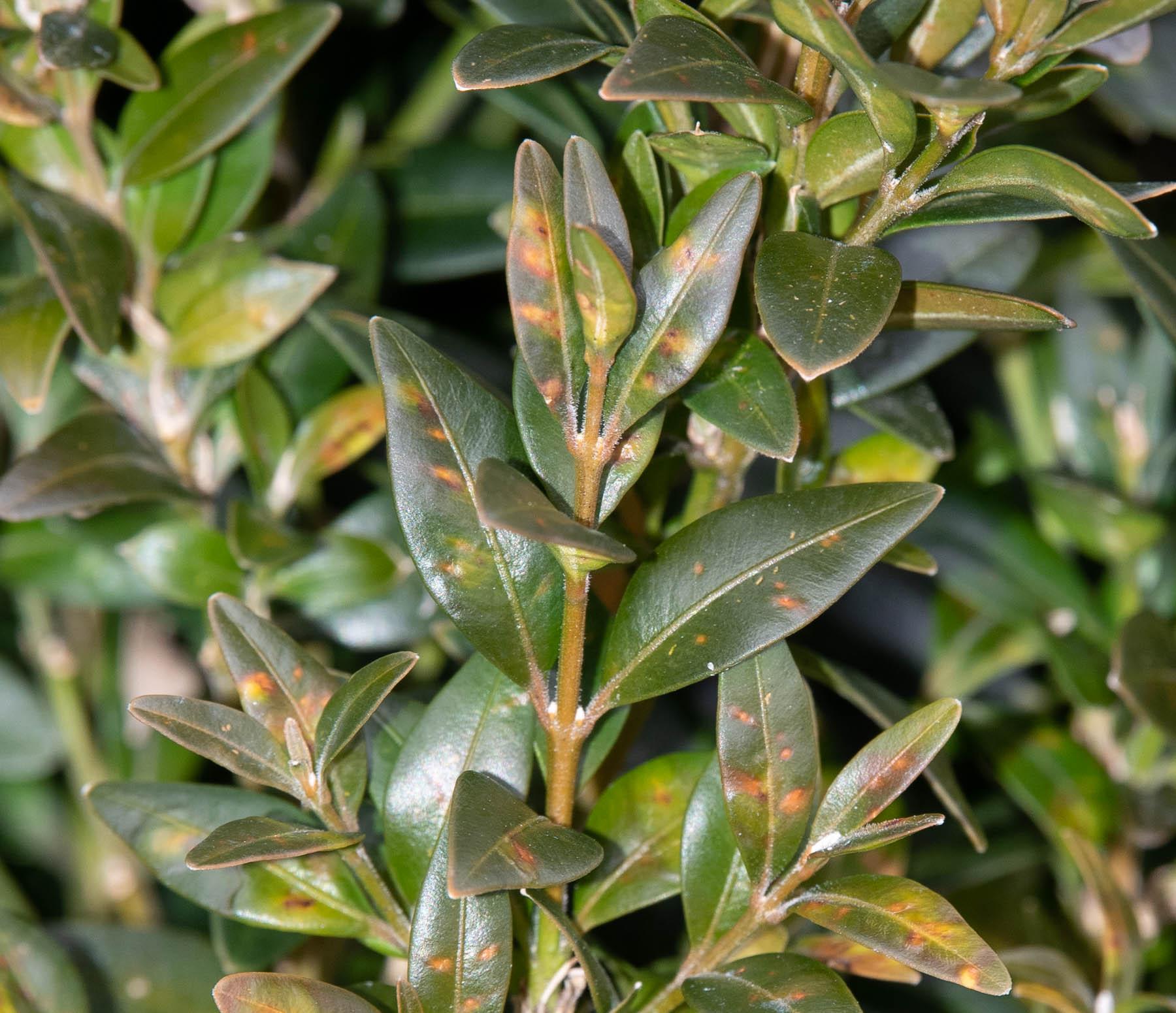 Boxwood leafminer damage on upper leaf surface