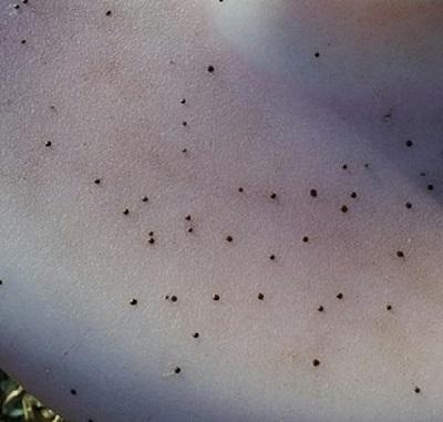 small black artillery fungus spores