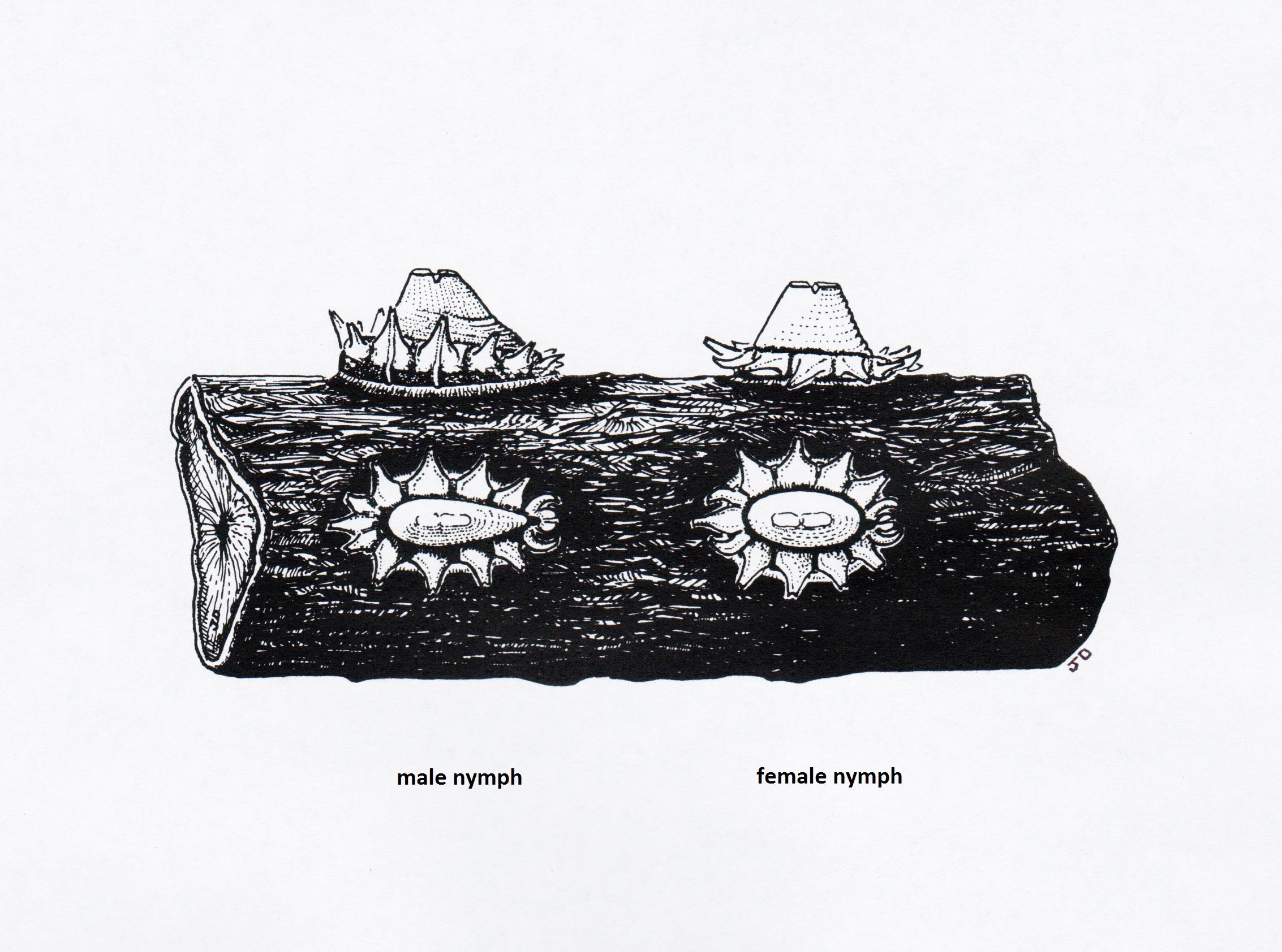 illustration of immature female and male Indian wax scale