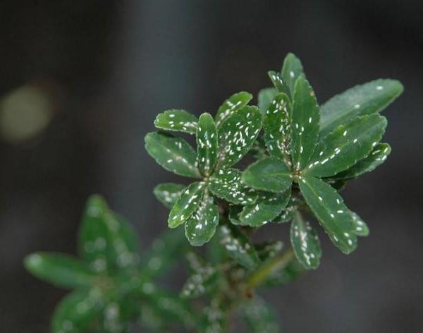 white euonymus scale covers on leaves